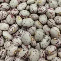 فروش لوبیا چیتی درجه 1