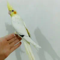 عروس هلندی نر