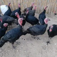 بقلمونن|حیوانات مزرعه|گرگان, |دیوار