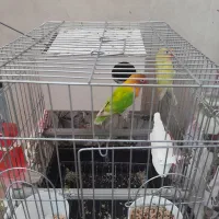 جفت کوتوله برزیلی باقفس