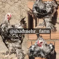 جوجه برهما رنگ لایت بلک بلو لمون وبوف همه یکدست|حیوانات مزرعه|مشهد, یاس|دیوار