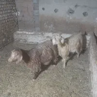 بز‌جوان|حیوانات مزرعه|قیدار, |دیوار