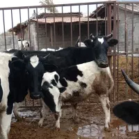 فروش گاو و گوساله