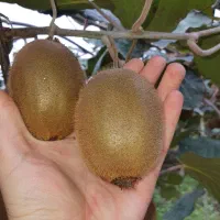 کیوی هایوارد درجه یک