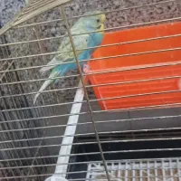 مرغ عشق نر|پرنده|قنوات, |دیوار