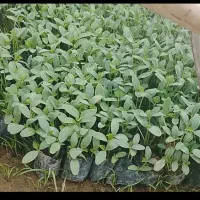 نشا خیار درختی بادمجان و گوجه