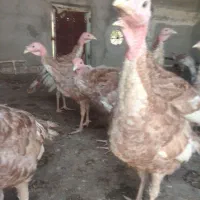 جوجه بوقلمون پنج ماهه|حیوانات مزرعه|رضویه, |دیوار