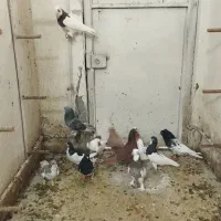 دسته کفتری بهبونی شهری زدو خوردی|پرنده|شیراز, گلشن|دیوار