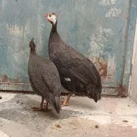 مرغ شاخدار نرو ماده جوان