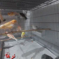 قناری پرستار|پرنده|تهران, یاخجی آباد|دیوار