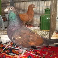 کفتر پرشی سرور خال قدیم و پشت دار