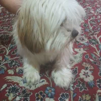 سگ شیتزو تربیت شده|سگ|ساری, |دیوار