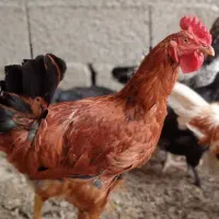 تعدادی خروس و مرغ