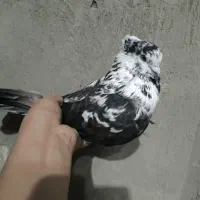 کفتر قاره کاکلی