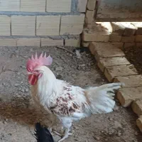 خروس جوان وجاق