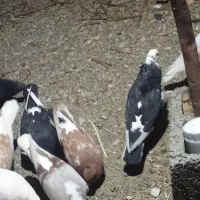 کفتر سیاه|پرنده|منوجان, |دیوار