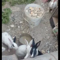خرگوش نر و ماده بزرگ  چشم شرابی