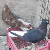 جفت دم سفید