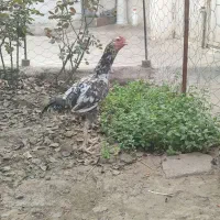مرغ لاری فروشی