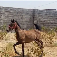فروش مادیان یکساله