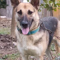 ژرمن ماده|سگ|رشت, لاکان|دیوار