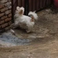 سگ پشمالو شیتزو