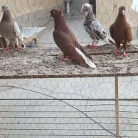 کبوتر رنگی نر