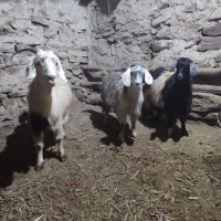 دو عدد گیسک ماده و یک عدد بز جوان