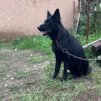 فروش فوری ژرمن بلک