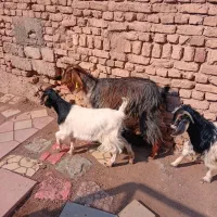 بز و بزغاله|حیوانات مزرعه|رباطکریم, رباطکریم|دیوار