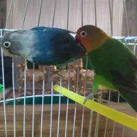 طوطی کوتوله برزیلی