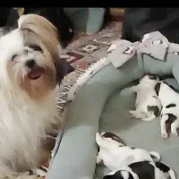 شیتزو سوپر فلت|سگ|تربت‌حیدریه, اندیشه|دیوار