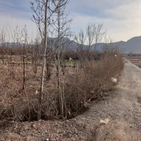 فروش-زمین-کشاورزی-و-باغی-با-درخت-میوه-ناژوان