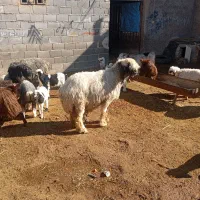 میش بختیاری|حیوانات مزرعه|مرودشت, شهرک مهدیه|دیوار