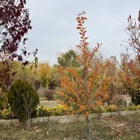 باغبان و سرایدار