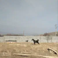 اسب مادیان کورد سه ساله