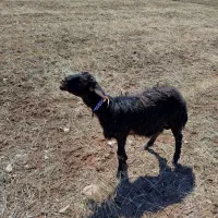 فروش بره قوچ