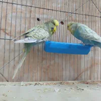 مرغ عشق انگلیسی