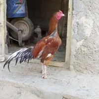 خودکار فروشی عکس دوم
