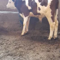 گاو جوان شیری|حیوانات مزرعه|سراب, |دیوار