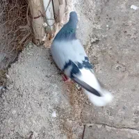 دم سفید|پرنده|هشترود, |دیوار