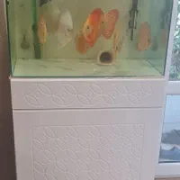 آکواریوم آب شیرین ماهی دیسکس به همراه تجهیزات کامل