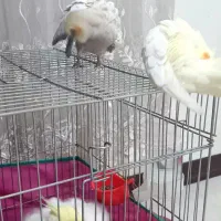 ۳ عدد عروس هلندی نر و ماده  کاملا دستی