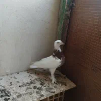 جفت کفتر طوقی|پرنده|کنارک, |دیوار