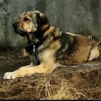 سگ پژدر نر و ماده|سگ|بابلسر, |دیوار