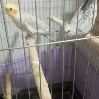 عروس هلندی جفت مولد  معاوضه با کفتر یا کبوتر