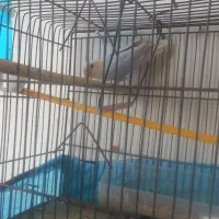 کوتوله برزیلی