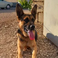 ژرمن شپرد اصیل نر