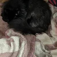 فروش گربه مینکون+ پرشین|گربه|کرمان, |دیوار