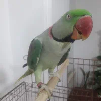 شاه طوطی نر